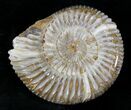 Perisphinctes Ammonite - Jurassic #22821-1
